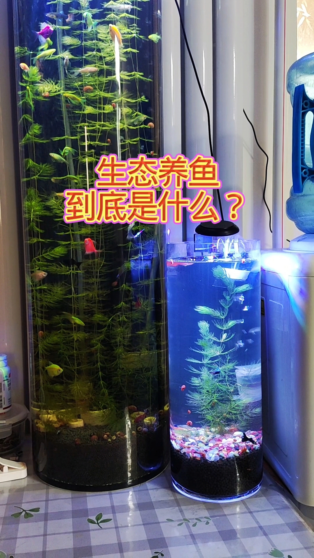 为什么老魏的圆柱形玻璃鱼缸称作生态鱼缸?生态指的是什么?