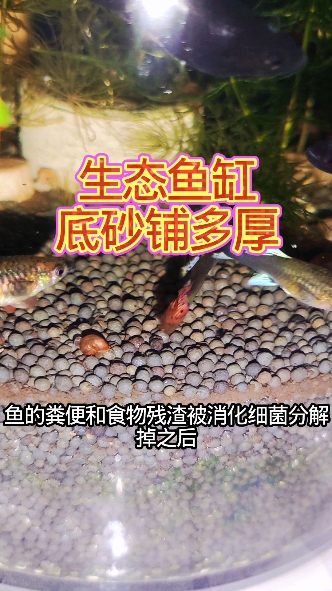 生态鱼缸为啥一定要铺底砂?底砂铺多厚合适?