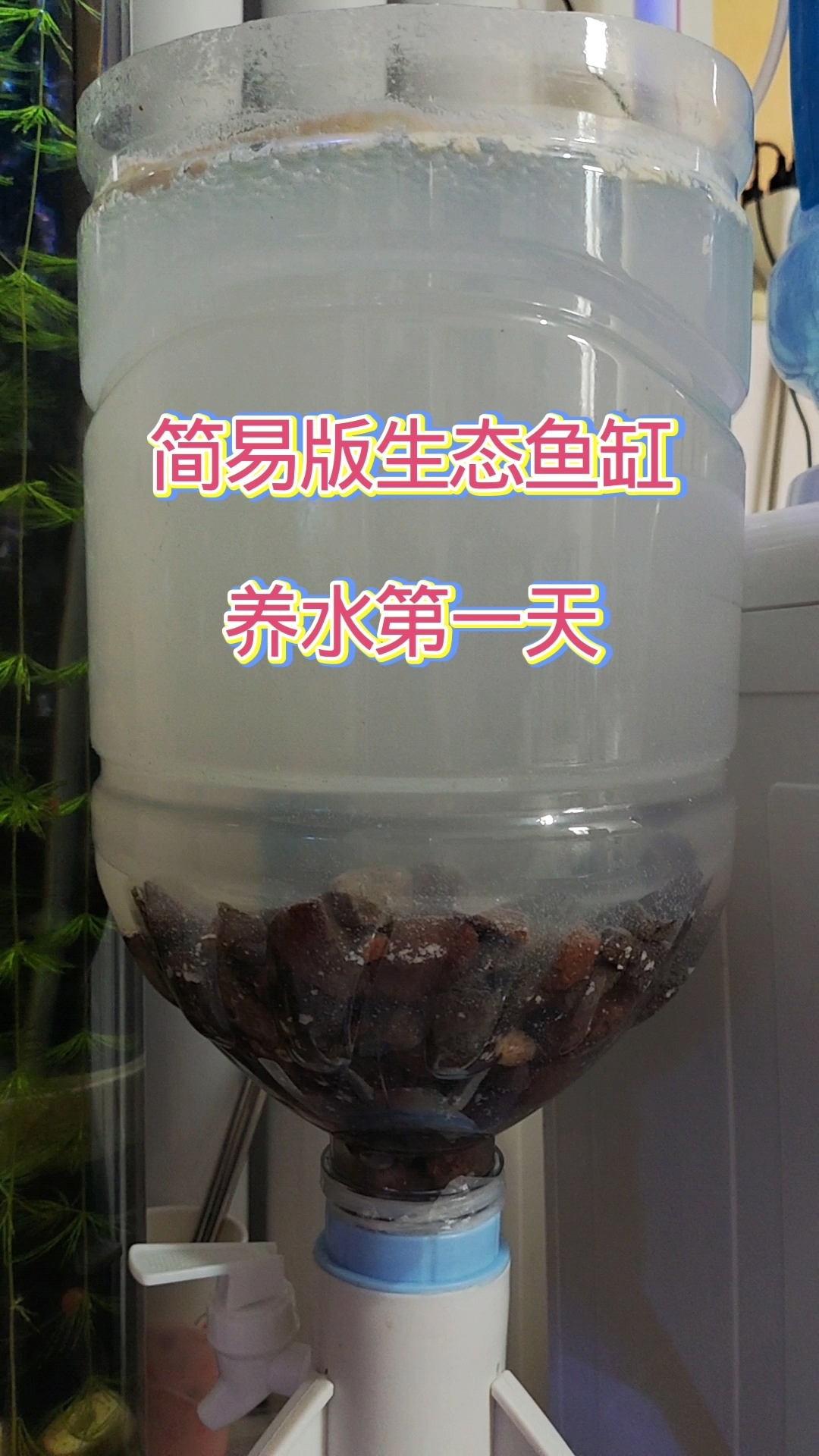 最简易版、最便宜的生态鱼缸,牛奶水开缸养水第一天