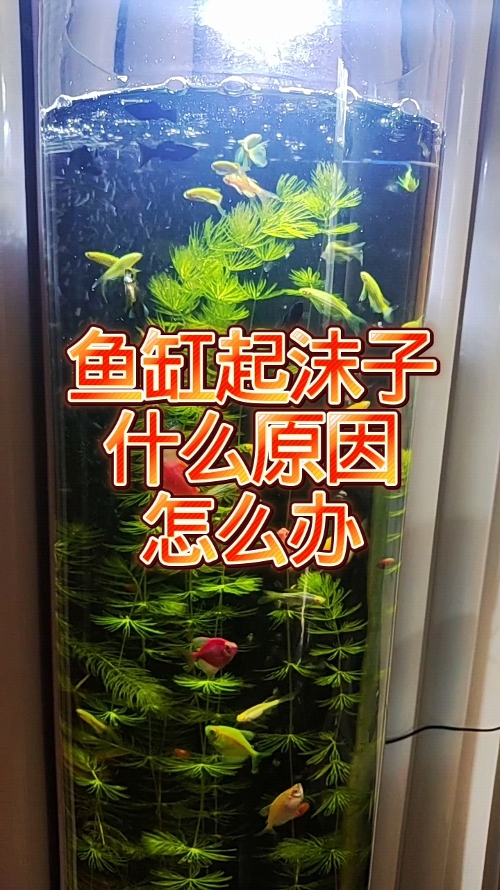 鱼缸水面有泡沫堆积,是什么原因?该怎么处理?