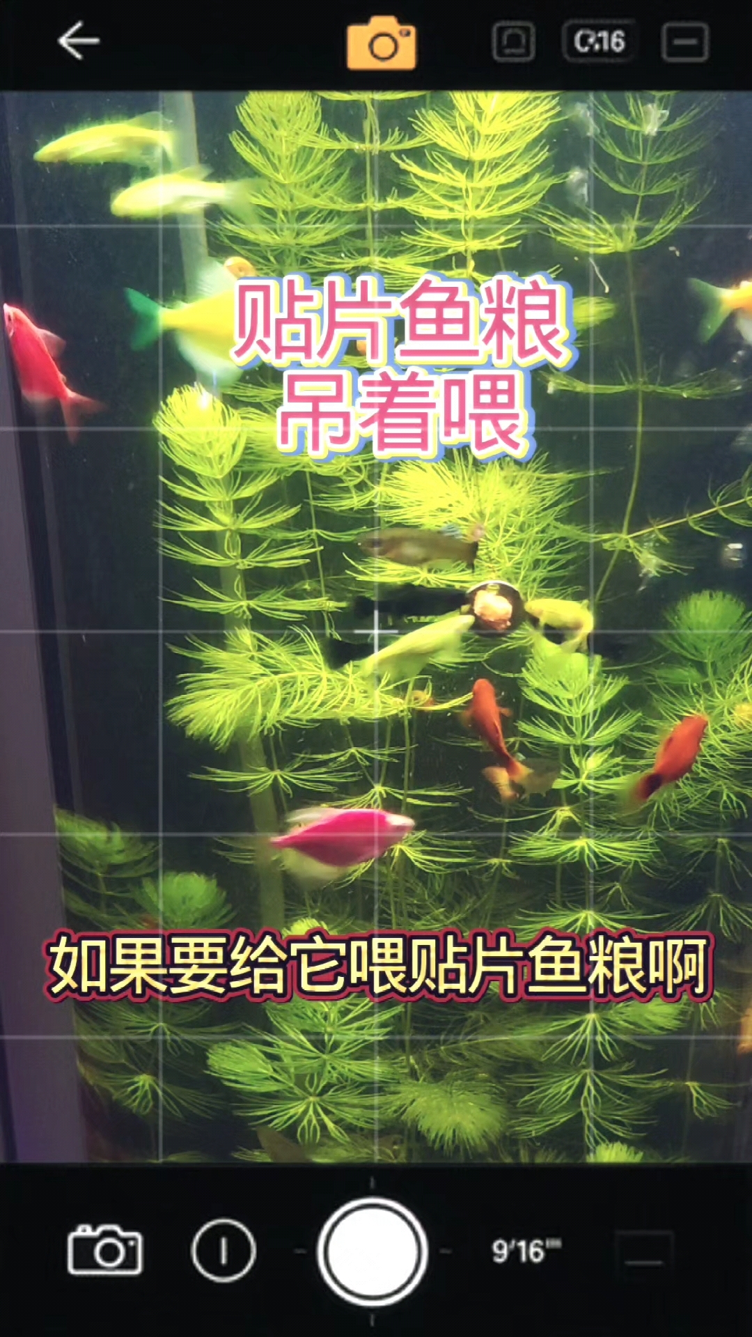 高一米的鱼缸，怎样把贴片鱼粮贴到鱼缸中间？做一个简单的小工具