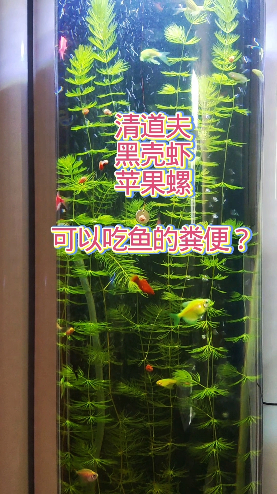 有没有一种工具鱼(虾、螺)能够吃鱼的粪便?