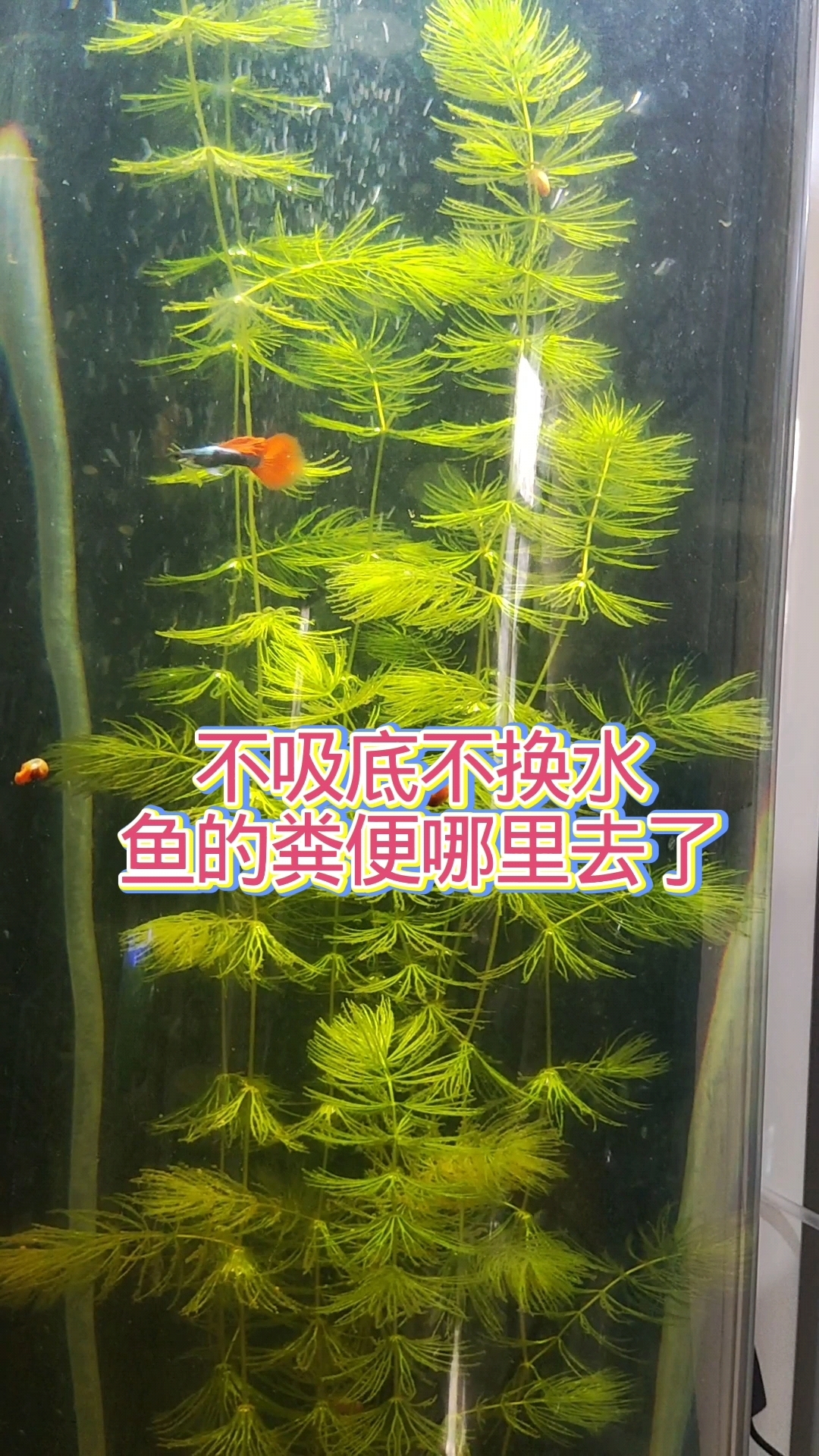 生态鱼缸不吸底、不换水却能保持水质稳定不死鱼，鱼的粪便哪去了