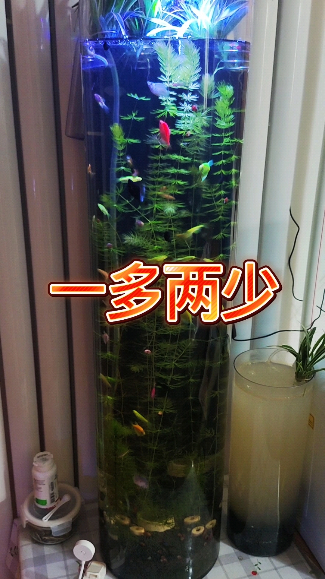 生态鱼缸中这“一多两少”你做到了吗