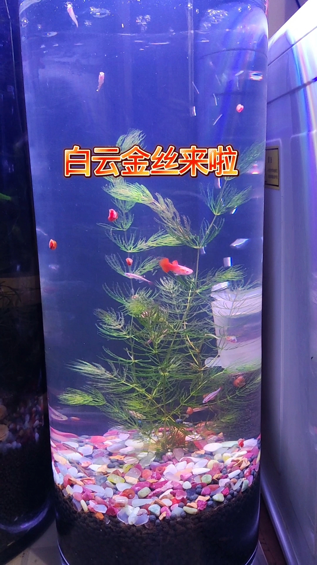 网购冷水鱼白云金丝,虽然没有想象中漂亮,但还是对它们充满期待