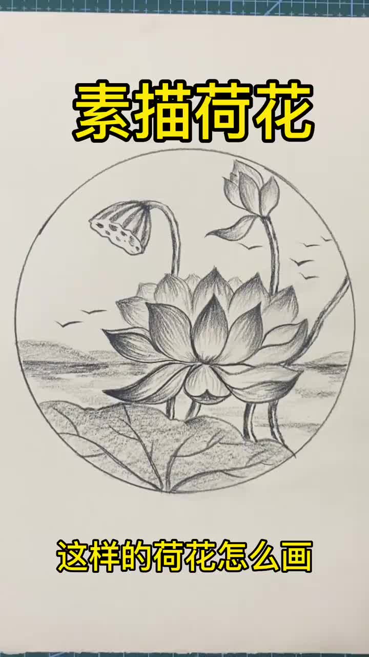 素描荷花