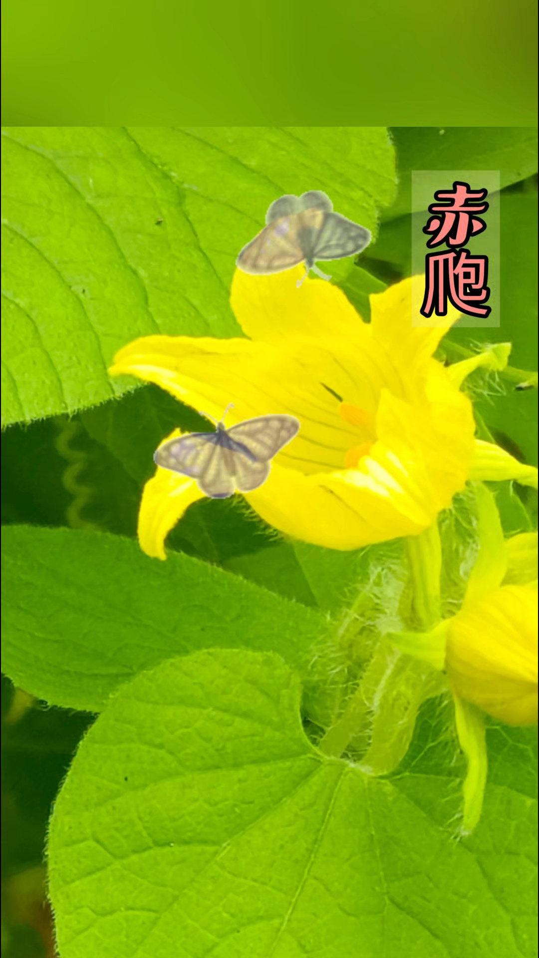 荒野里发现的藤蔓植物,开始以为是窝瓜花,原来是赤爮。