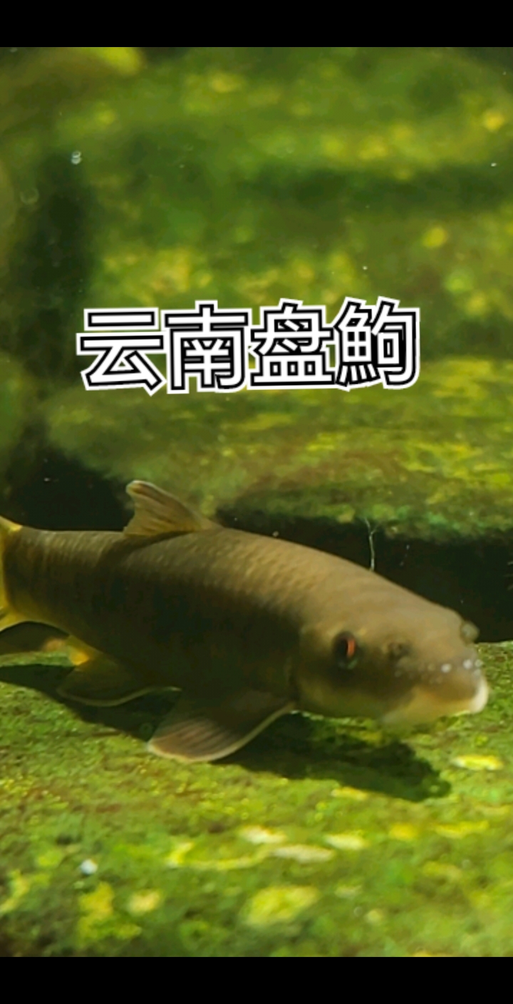 云南盘鮈溪流工具鱼