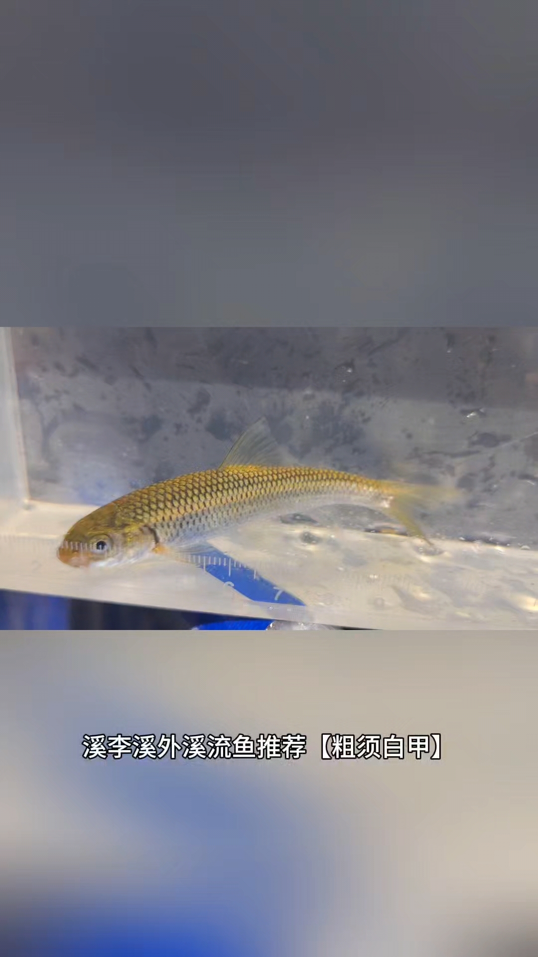 水中溪流精灵:粗须白甲