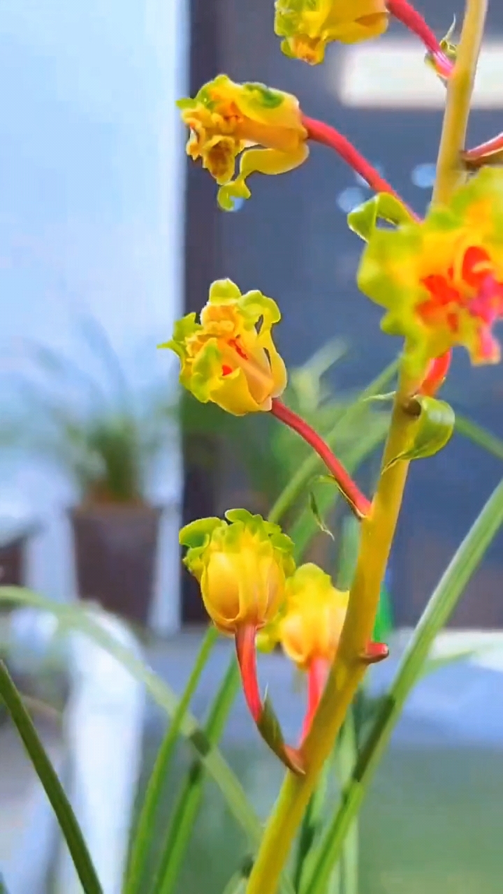 蕙兰大白菜带花苞