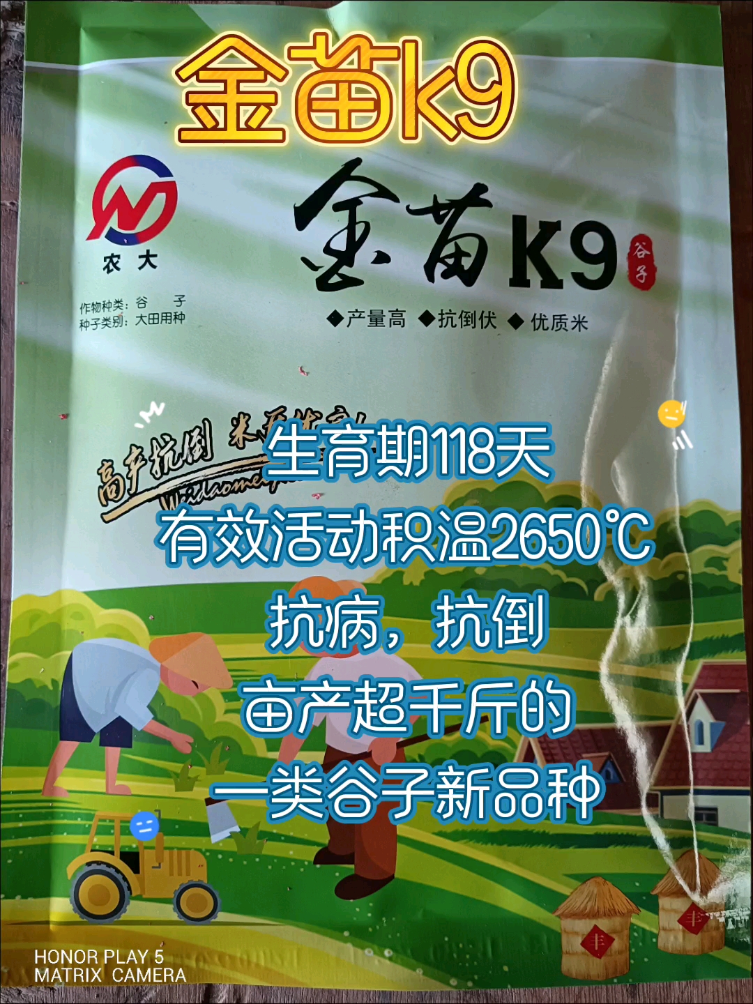 金苗K9谷子品种简介