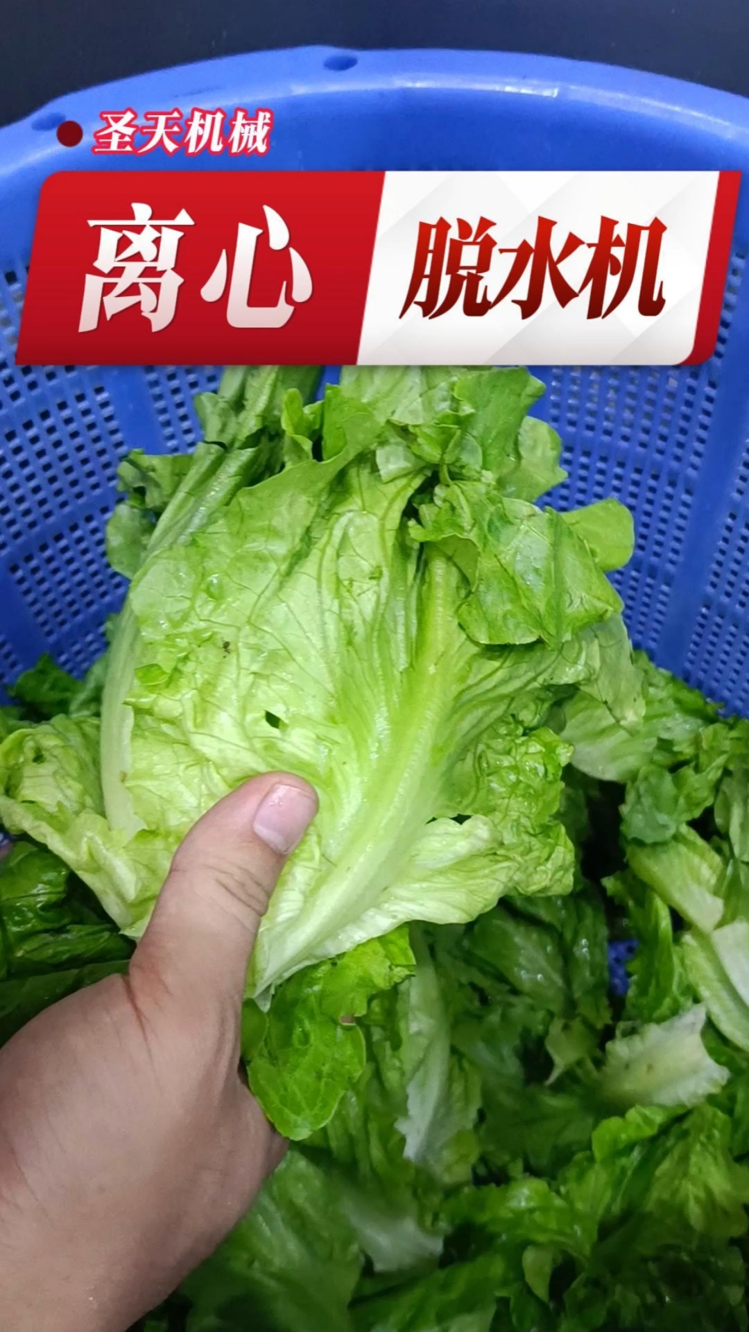 蔬菜离心脱水机商用