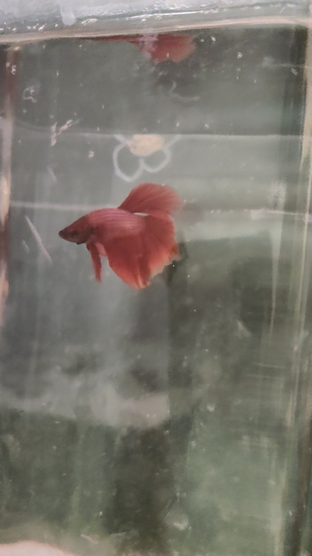 它来了，红裙子的斗鱼成了六一礼物。今天是第二天上班，盼其长寿