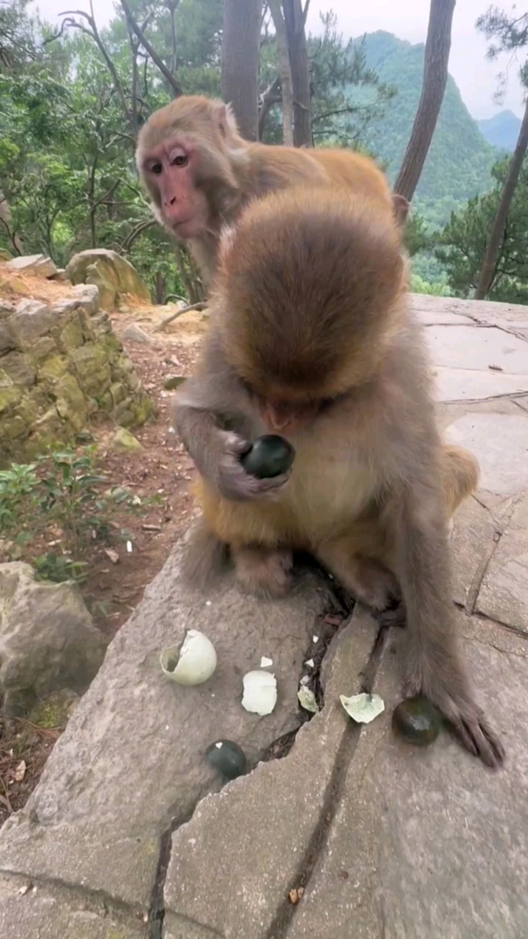 这鸡蛋怎么有股臭味