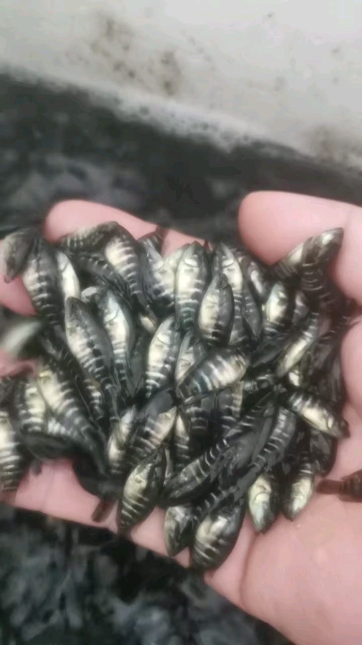淡水石斑鱼苗,适合各种水域养殖