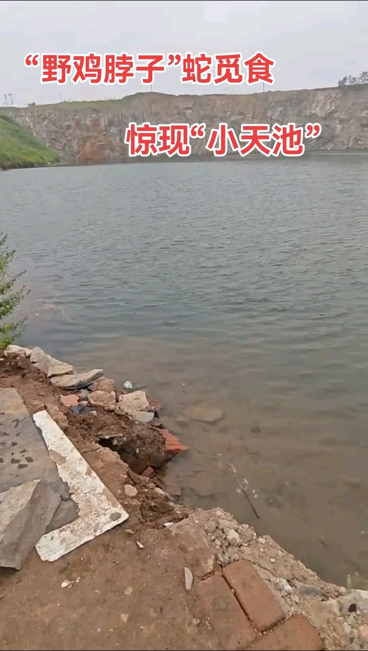 “野鸡脖子”蛇觅食  惊现“小天池”#野外游泳注意安全