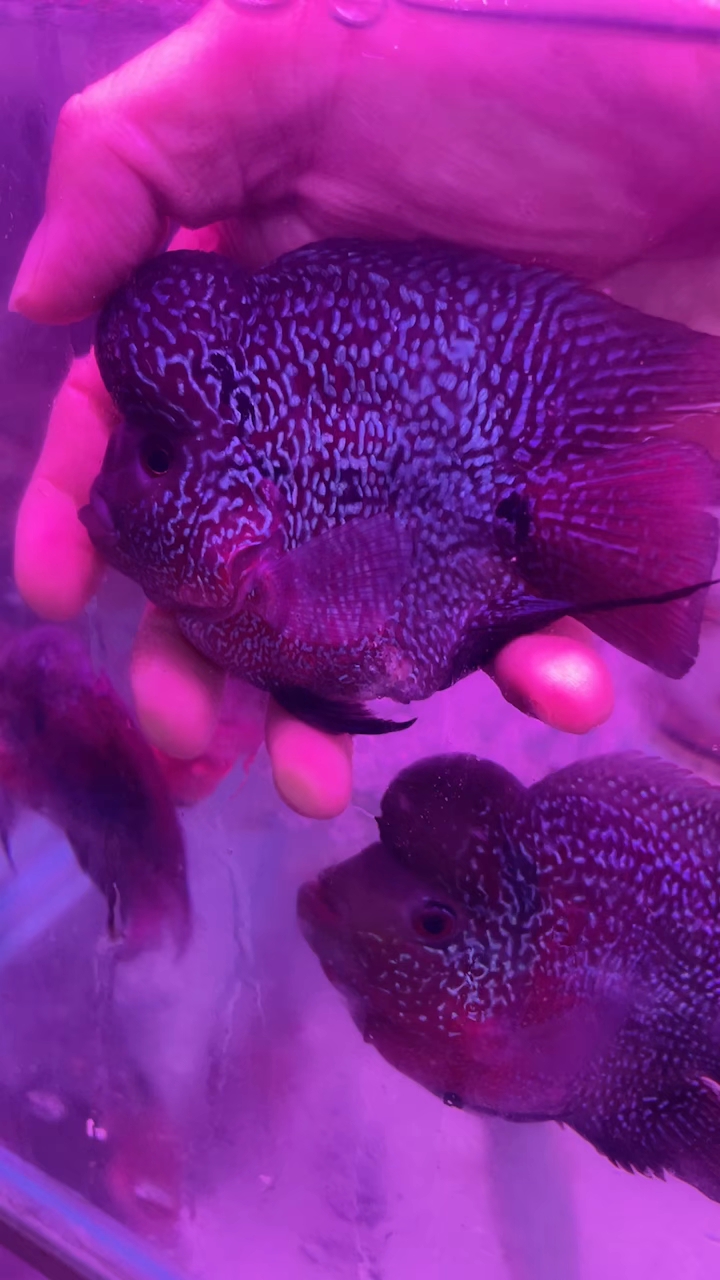 漂亮的观赏罗汉元宝