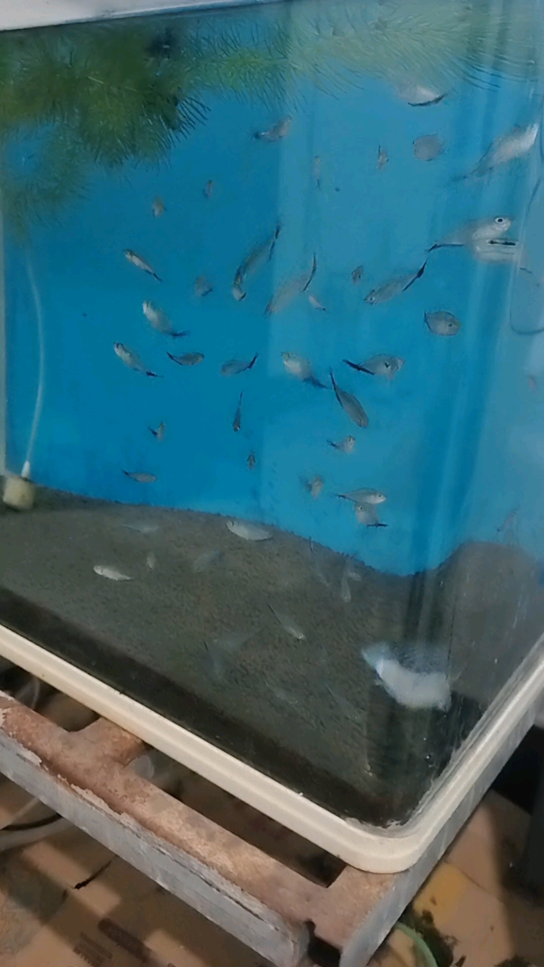 漂亮的观赏鱼黑尾大勾