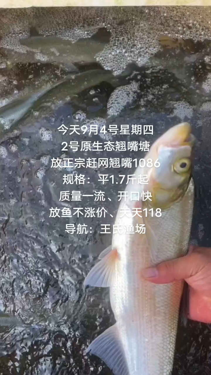 可放心食用的健康鱼