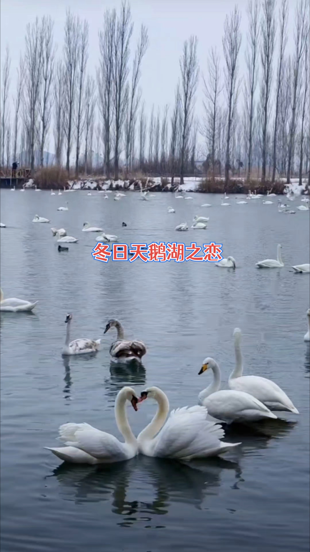 冬日天鹅湖之恋
