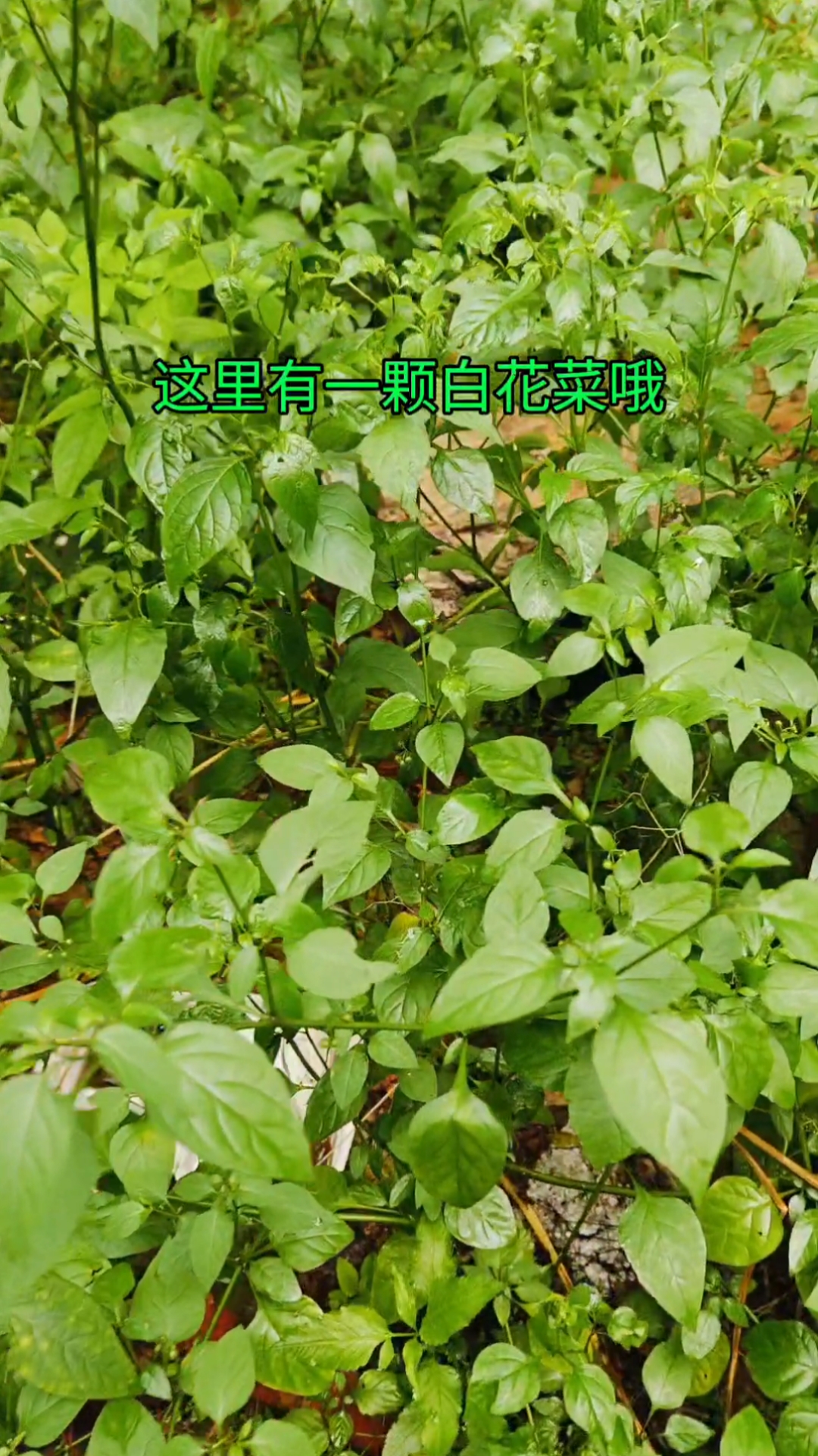 白花菜野菜中草药