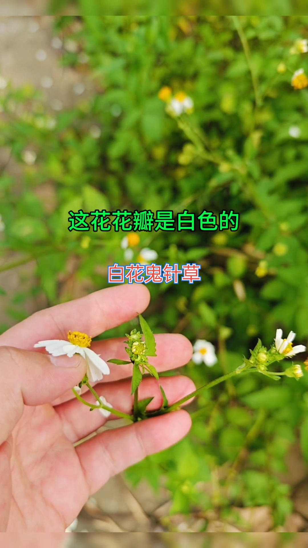 白花鬼针草有认识的吗来认识一下中草药野菜中药