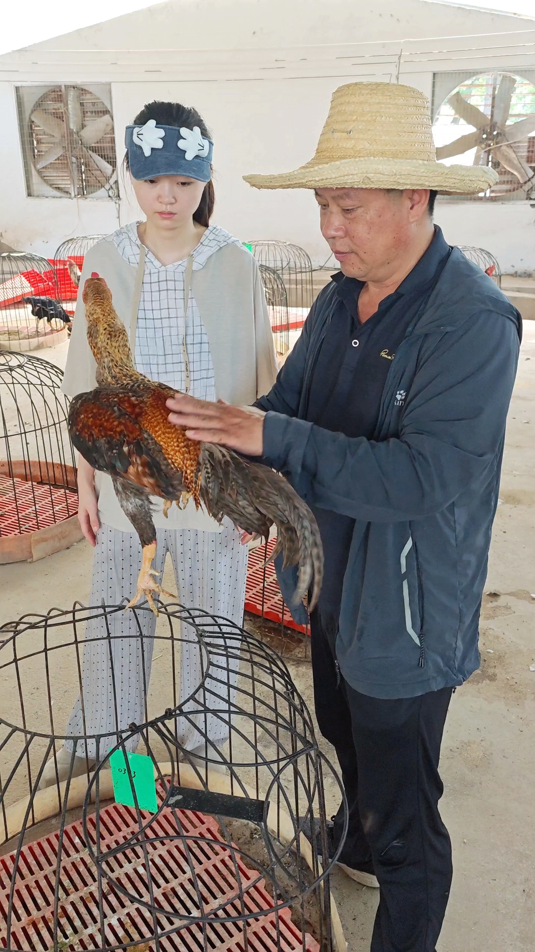 河南斗鸡讲解之——中原斗鸡金芦花