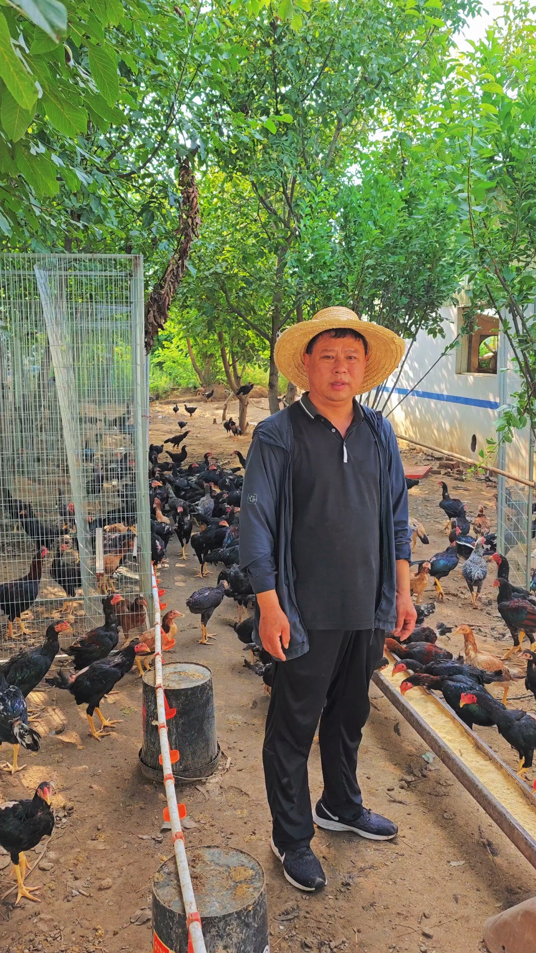 河南斗鸡是中国四大斗鸡之一的中原斗鸡，追根溯源都出自开封。