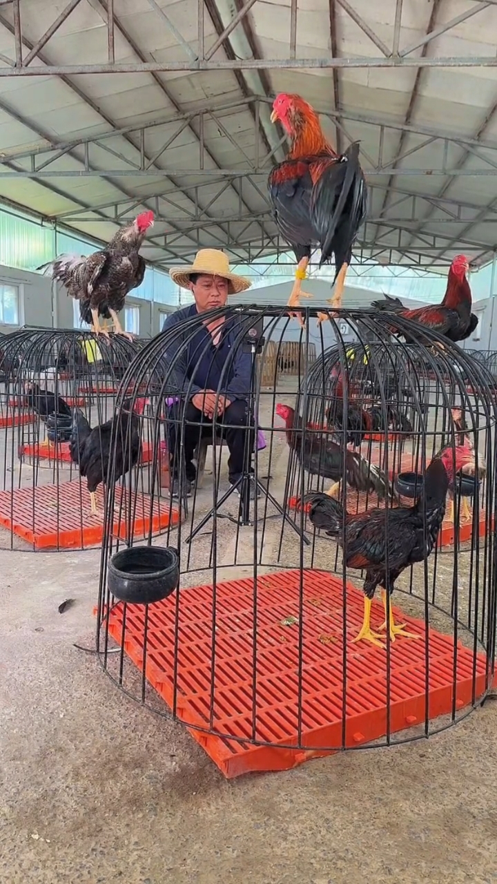 河南斗鸡产业链