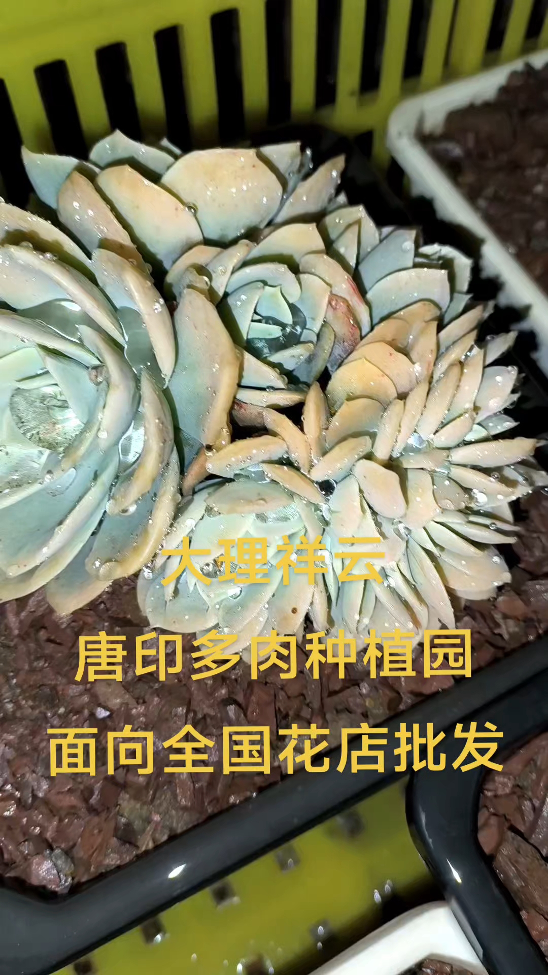 多肉植物新品哈密瓜缀化