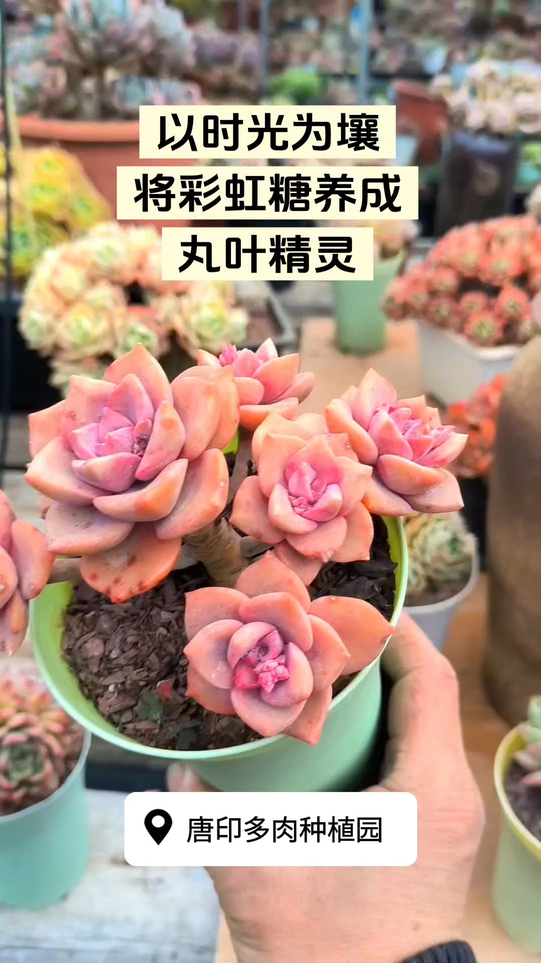 让时间晕染,彩虹糖化身丸叶小老桩,满是故事感