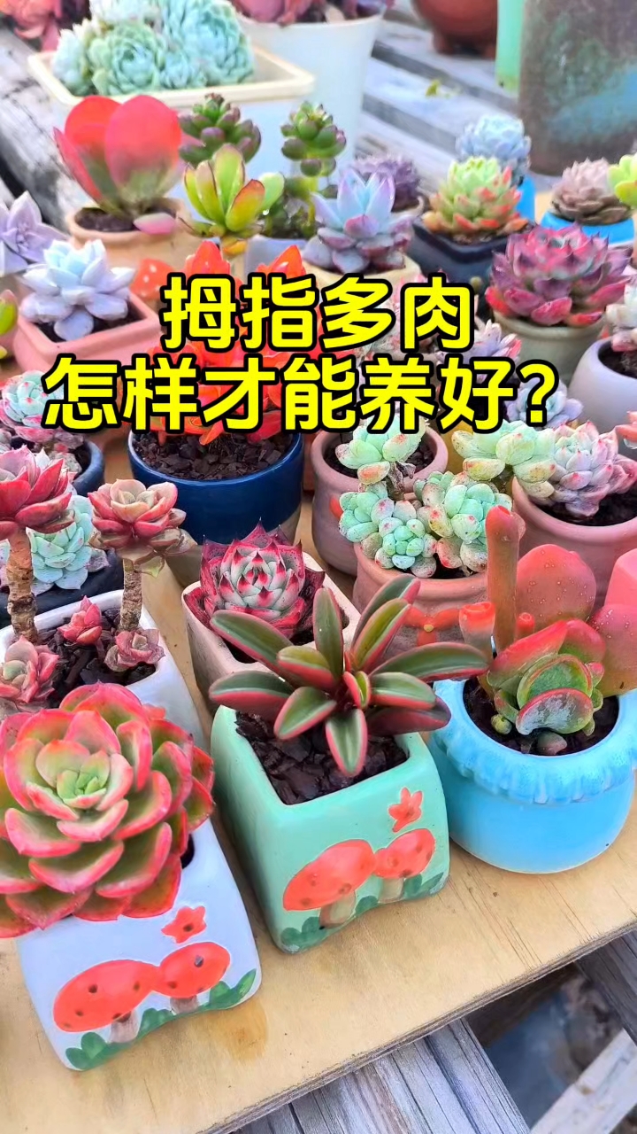 养拇指盆多肉别怕挂,淘汰方出精品!#多肉 #养花