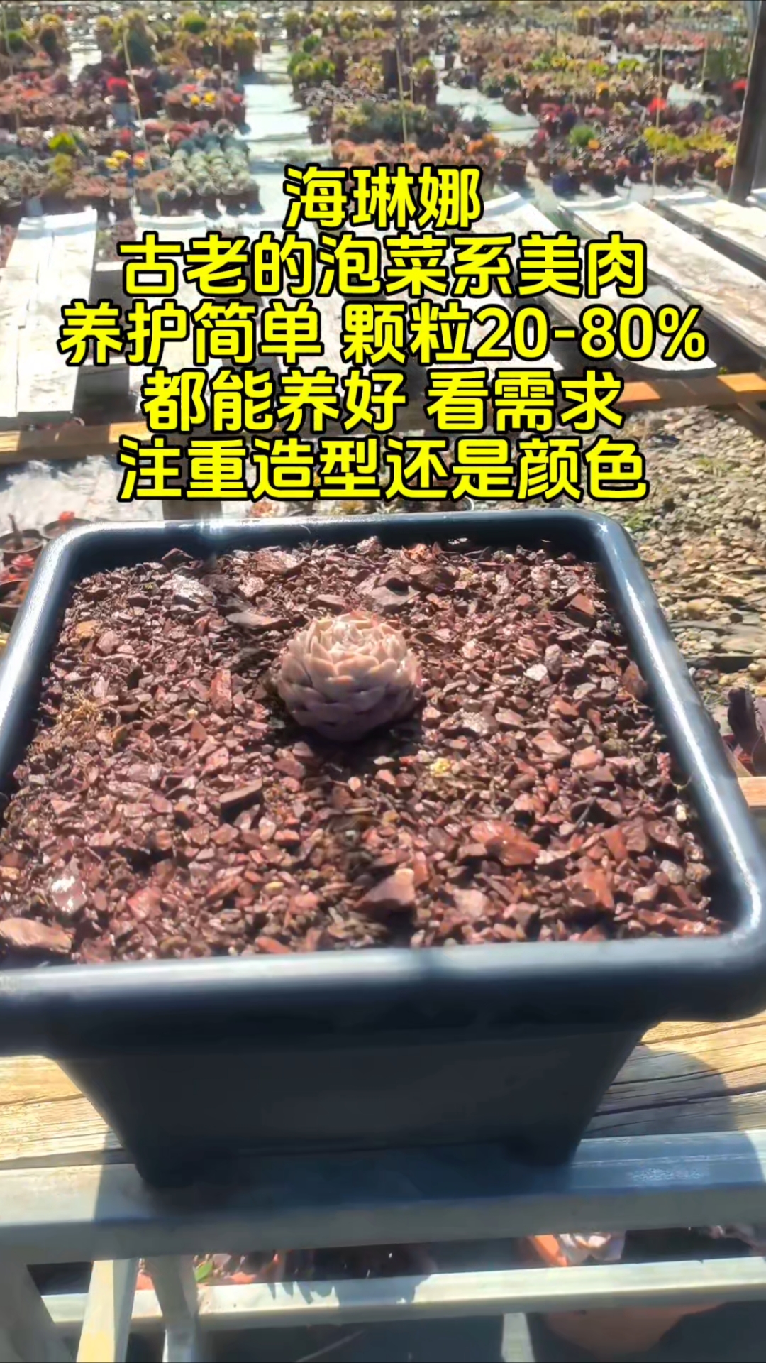 多肉植物养护