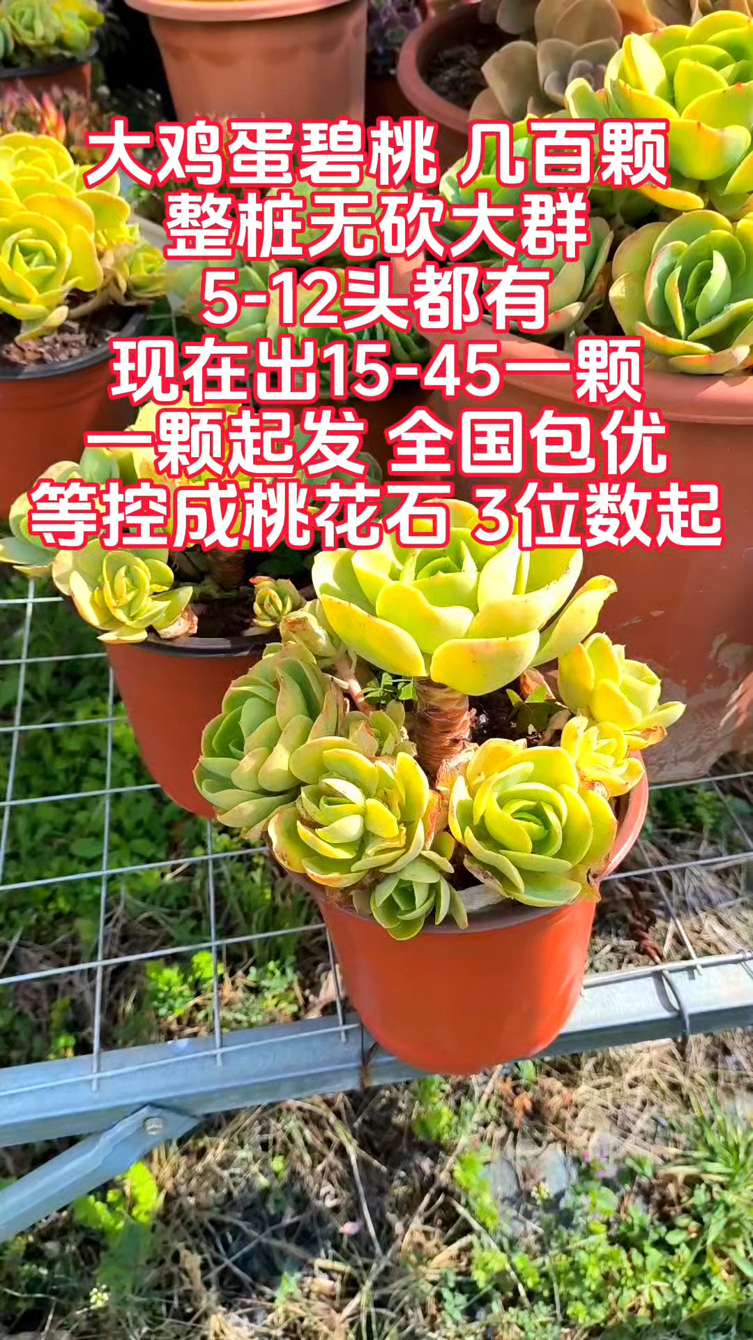 多肉植物