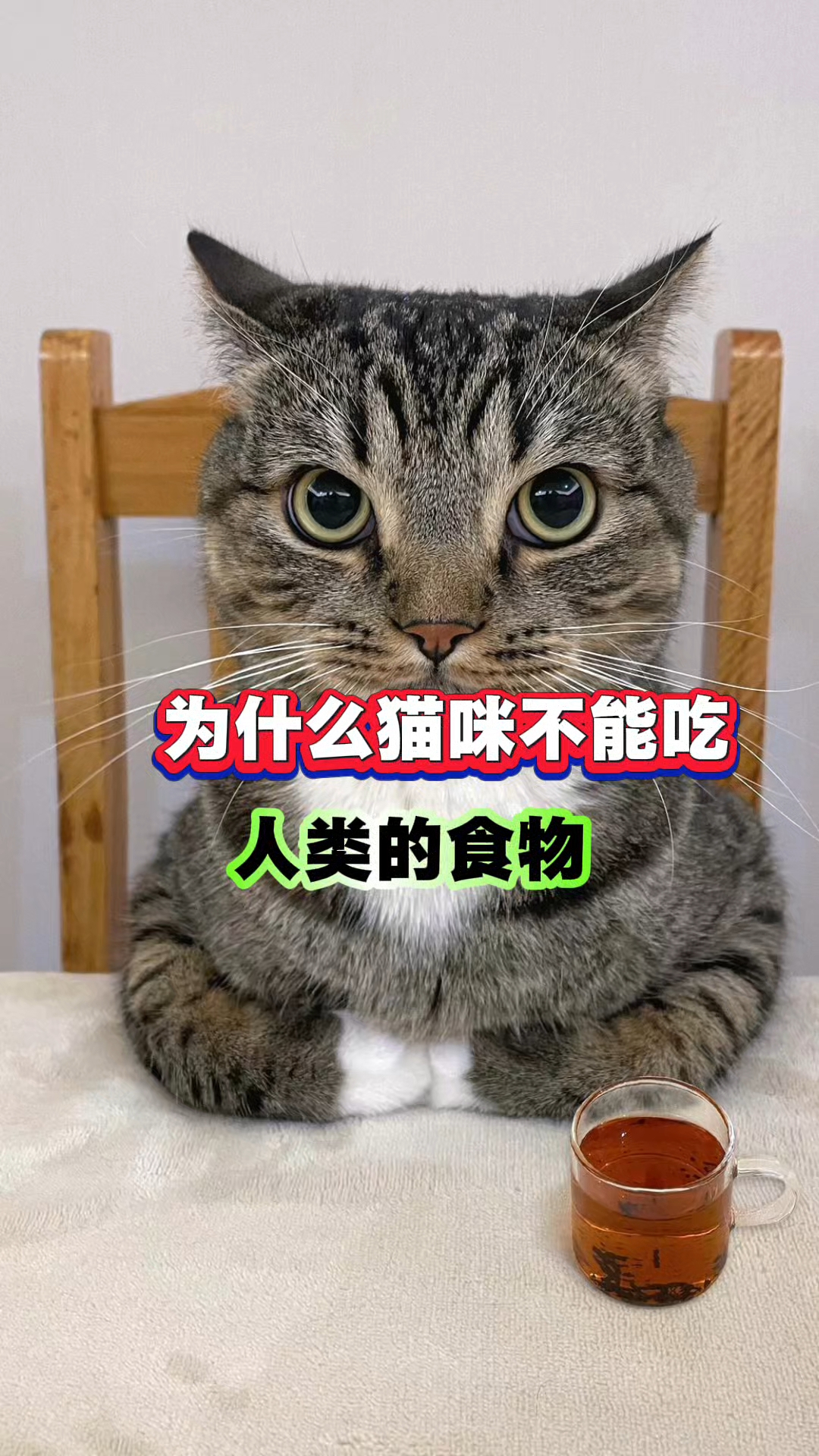为什么猫咪不能吃人类的食物