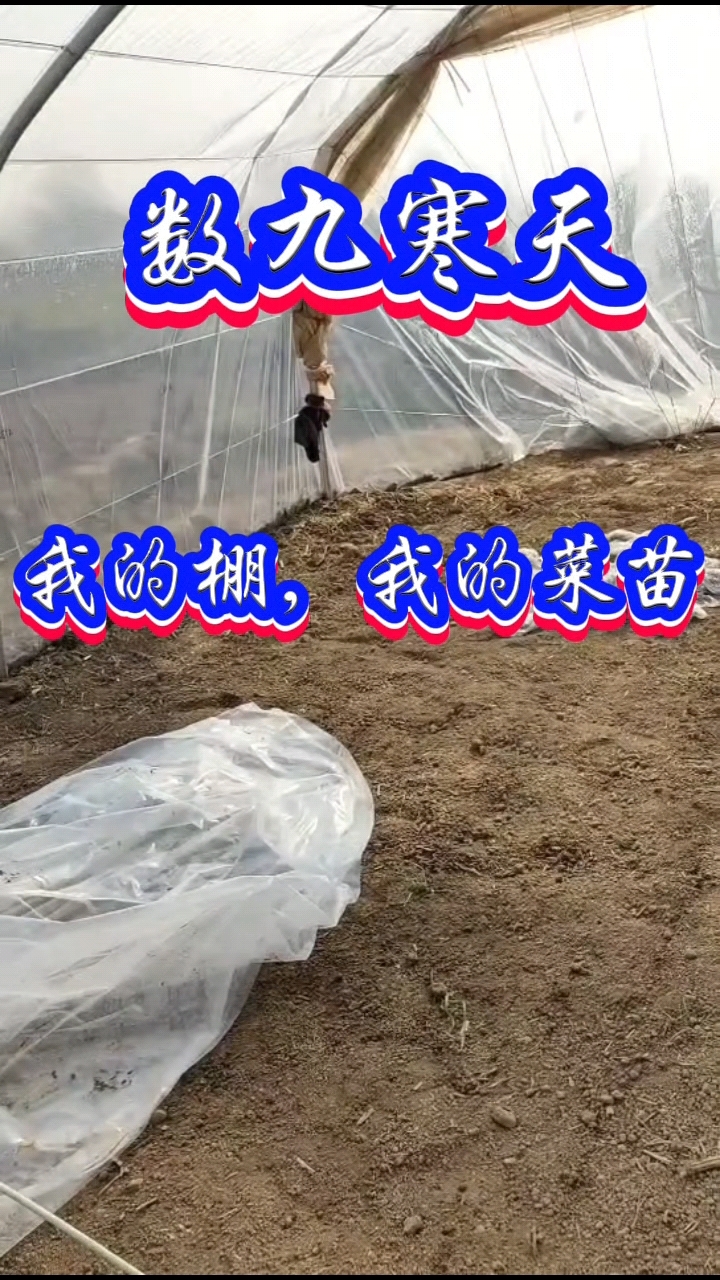 棚外冬天棚内春,看我的春菜苗(一)