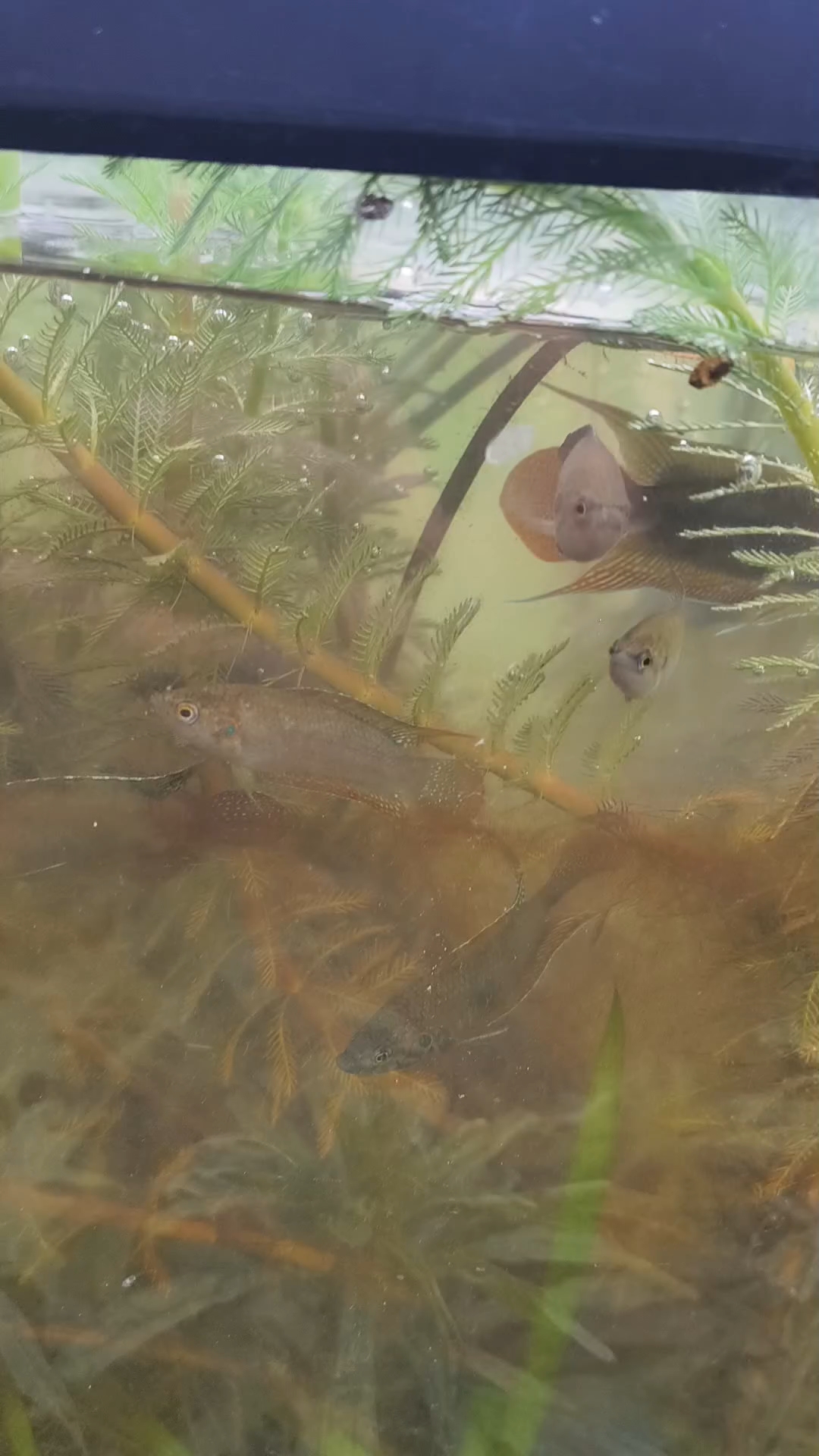 生态缸里的圆尾斗鱼