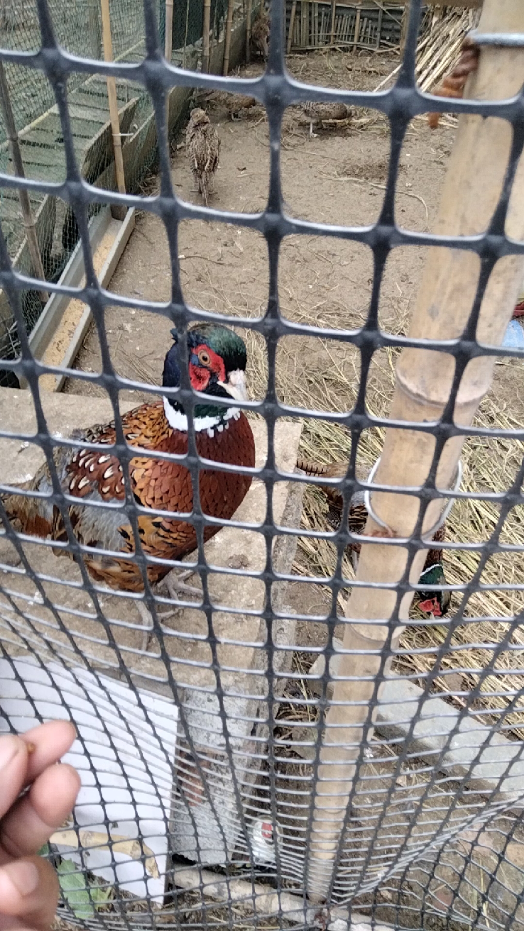 七彩山鸡,与蓝孔雀,