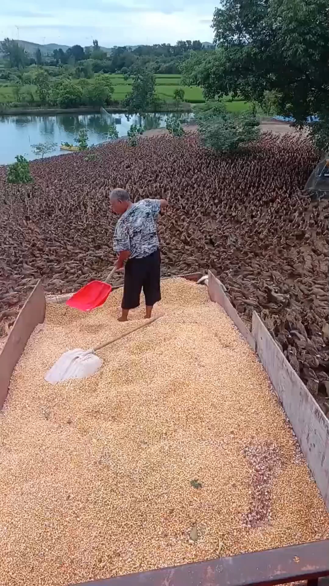 好多的鸭子