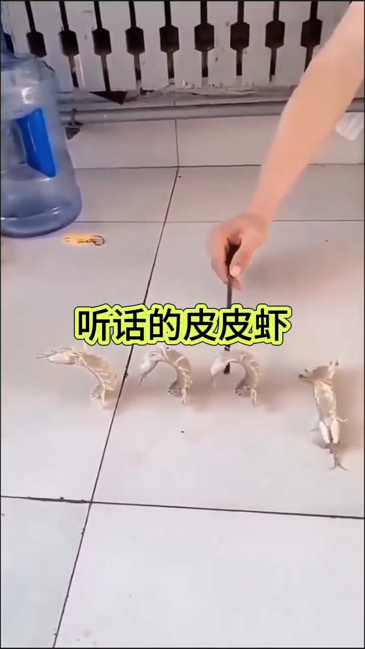 听话的皮皮虾