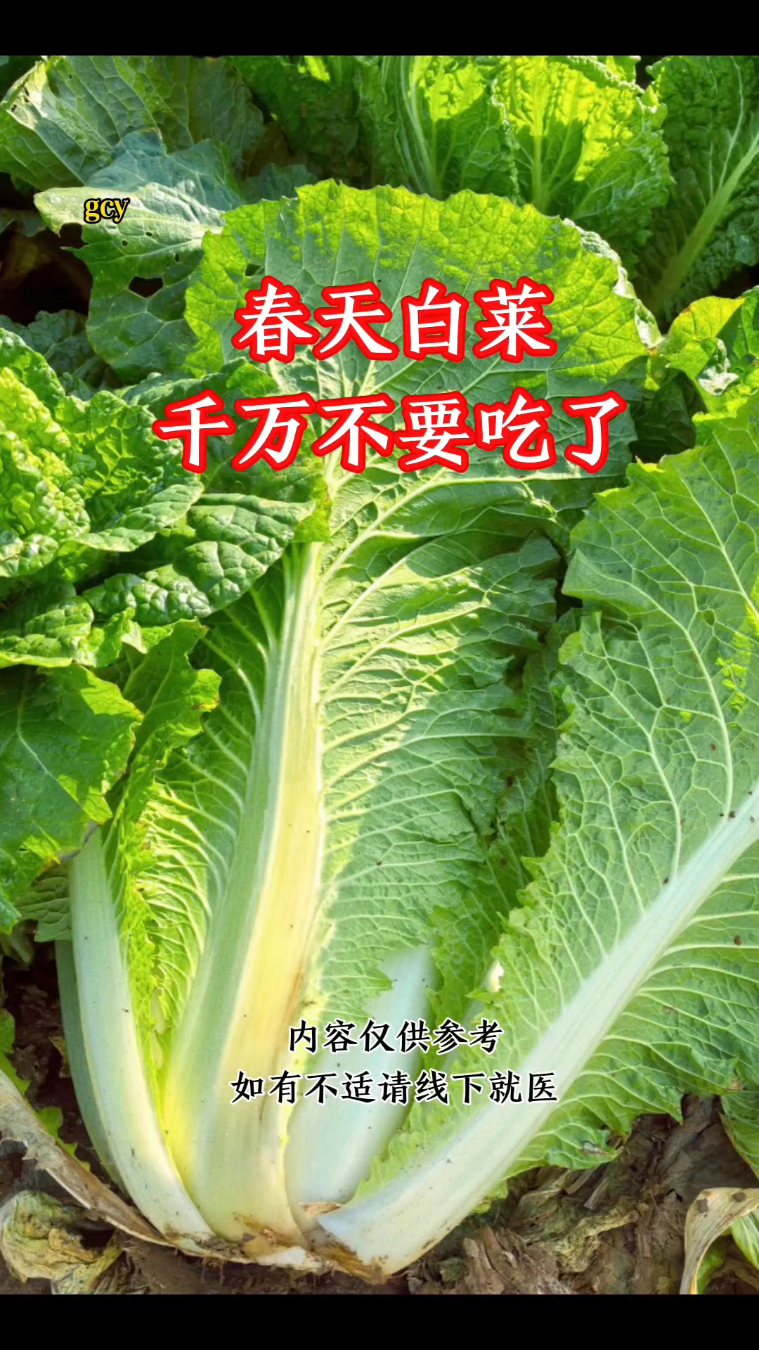 春天白菜千万不要吃了#黄帝内经健康养生小知识