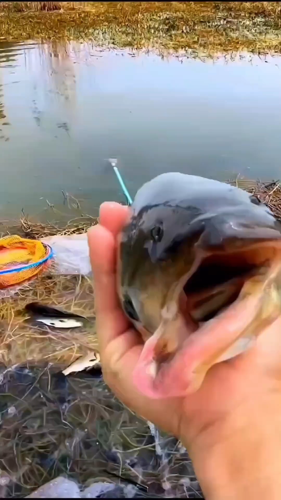 这些鱼可以食用吗?