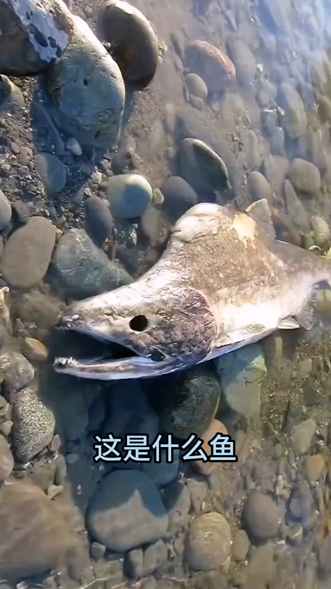 这是什么鱼？