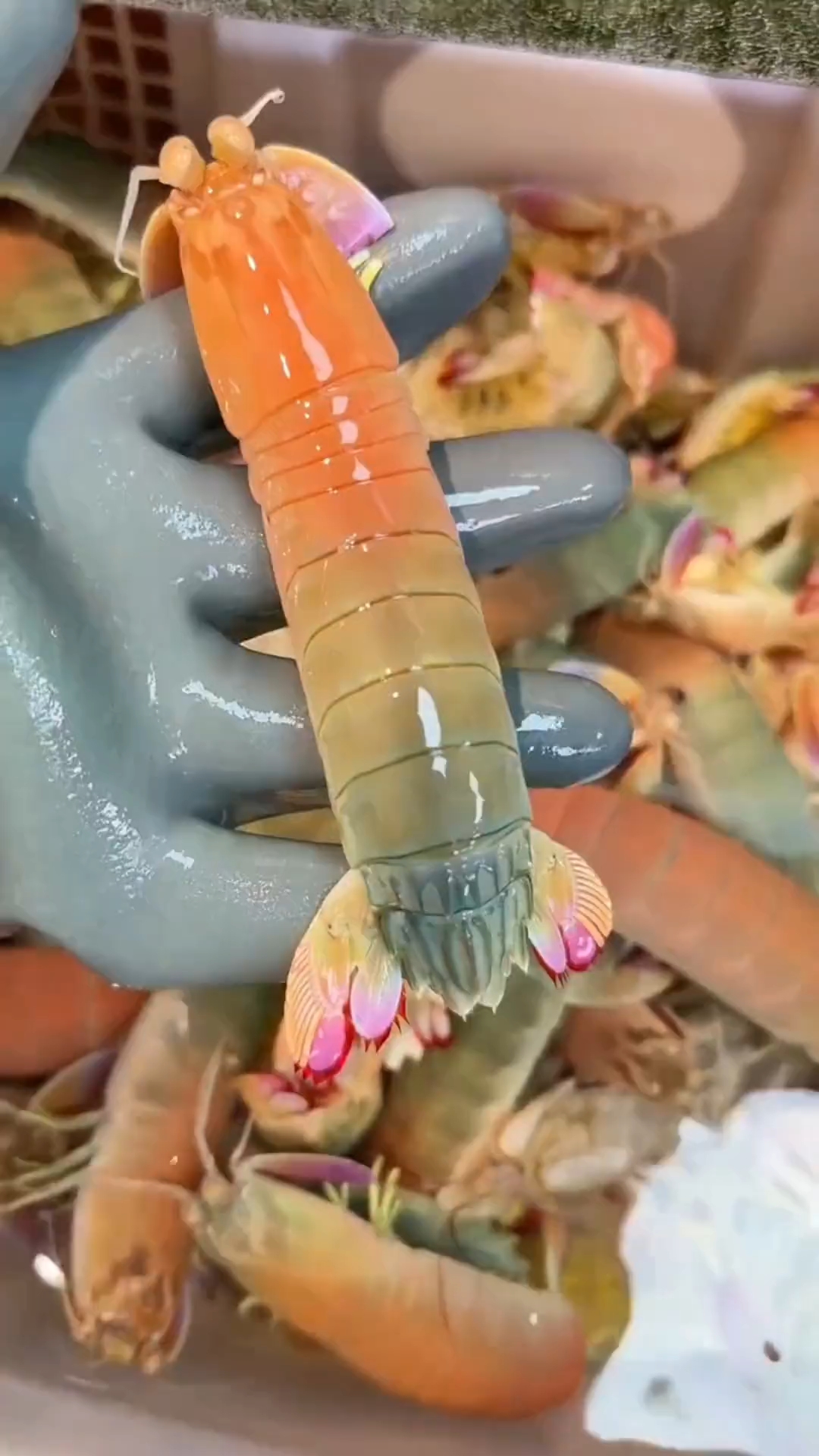 这些虾类你都认识吗？