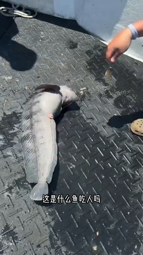 这是什么鱼吃人吗?