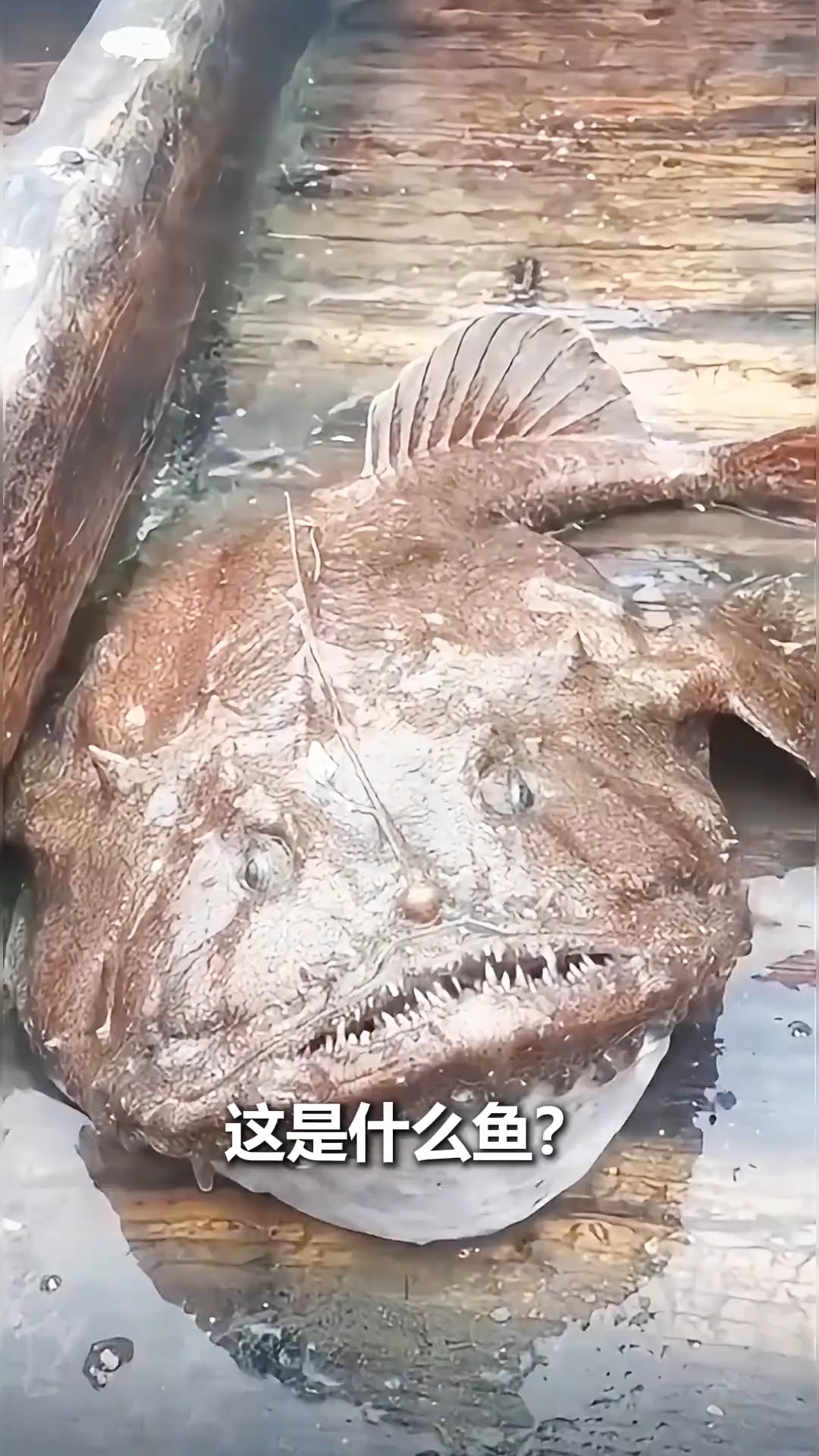 分享不同鱼,看看你不认识哪种?