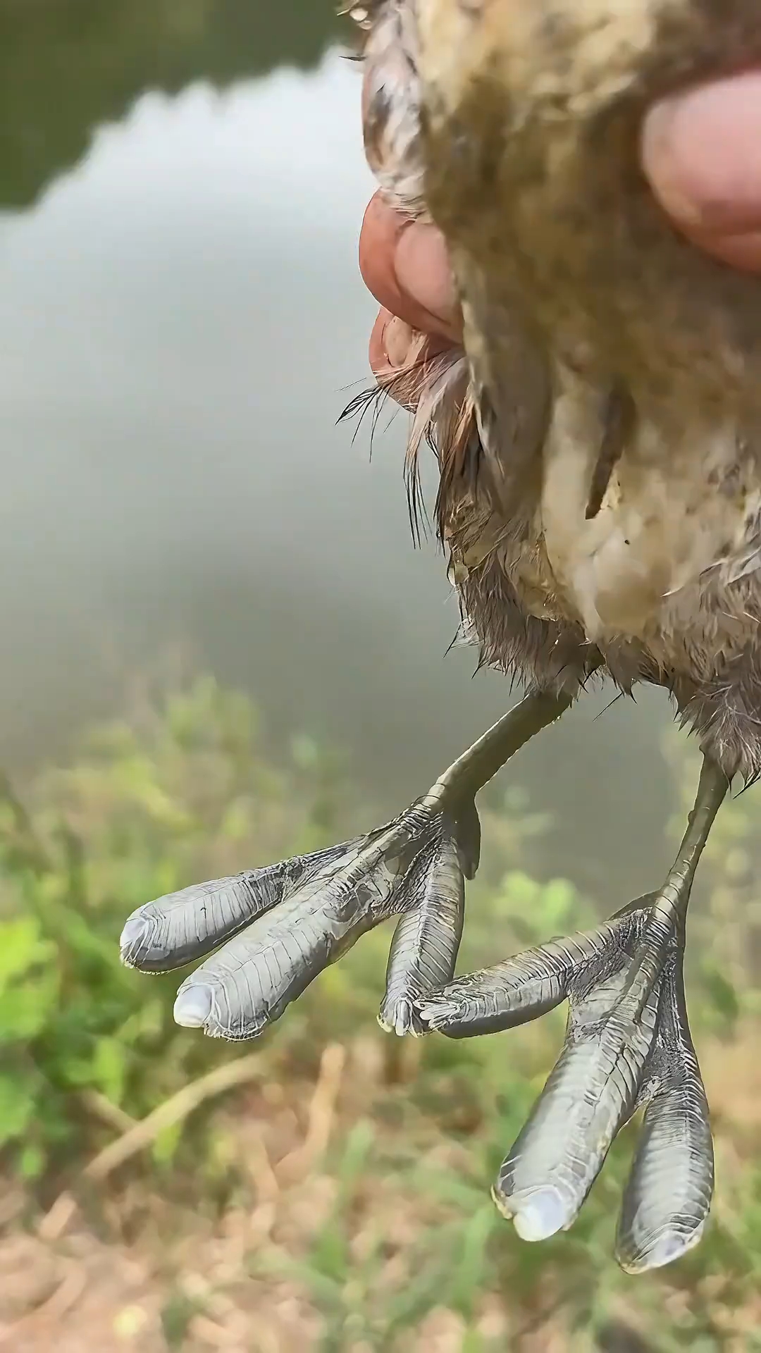 这种鸭能吃吗？带你认识几种不同种类鸭