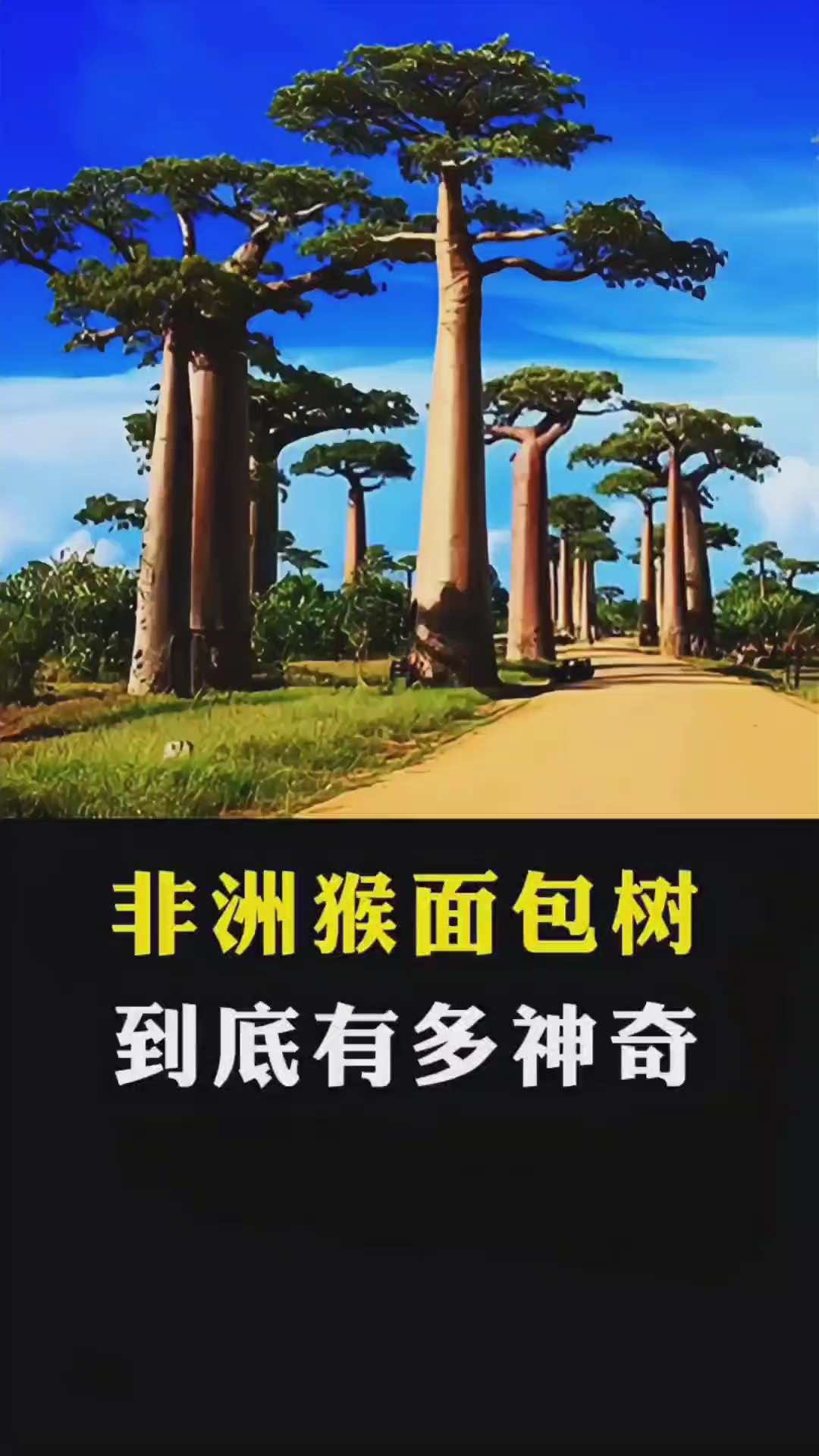 非洲猴面包树,有多神奇?