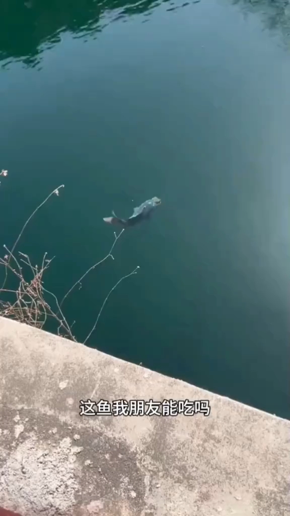 这鱼我朋友能吃吗?
