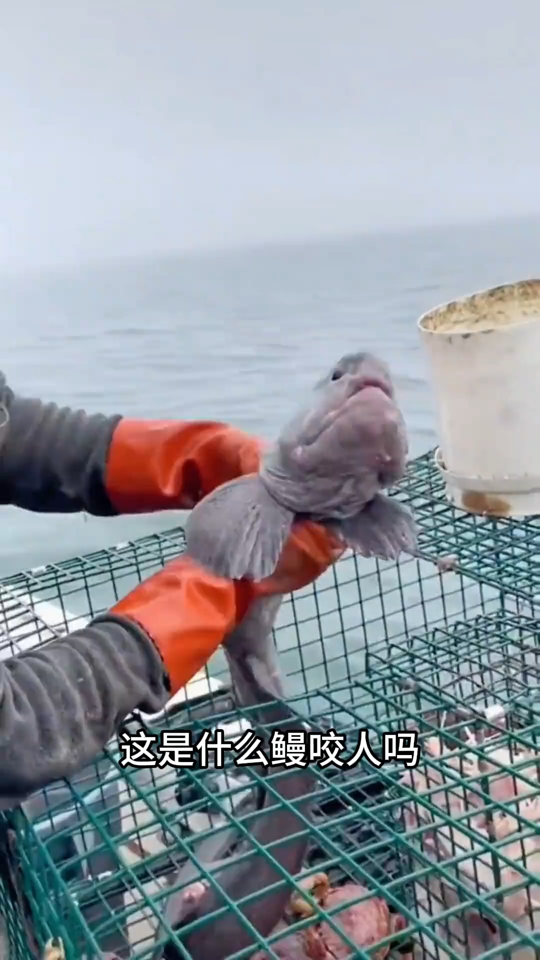 这是什么鳗鱼？